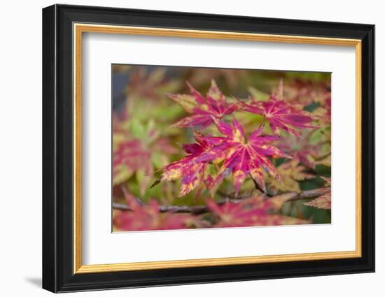 Japanese maple tree in autumn, New England-Lisa Engelbrecht-Framed Photographic Print