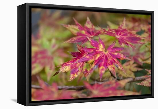 Japanese maple tree in autumn, New England-Lisa Engelbrecht-Framed Premier Image Canvas