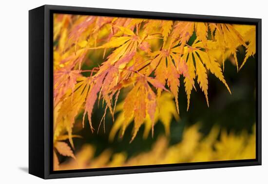 Japanese maple tree in autumn, New England-Lisa Engelbrecht-Framed Premier Image Canvas