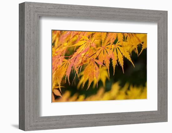 Japanese maple tree in autumn, New England-Lisa Engelbrecht-Framed Photographic Print