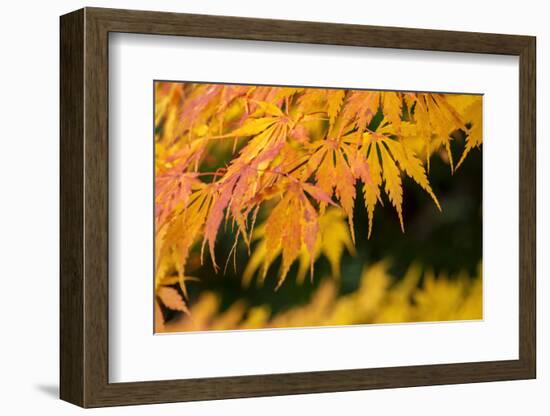 Japanese maple tree in autumn, New England-Lisa Engelbrecht-Framed Photographic Print