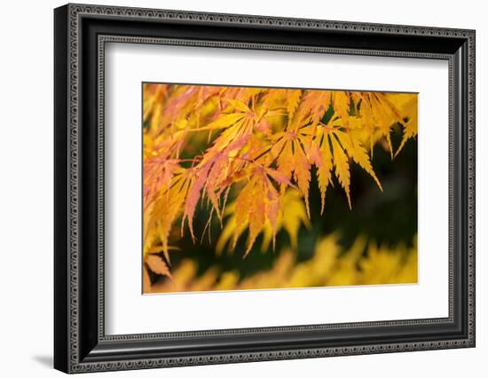 Japanese maple tree in autumn, New England-Lisa Engelbrecht-Framed Photographic Print