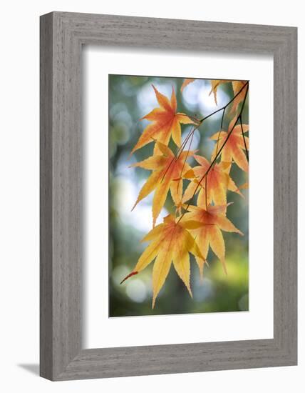 Japanese maple tree in autumn, New England-Lisa Engelbrecht-Framed Photographic Print