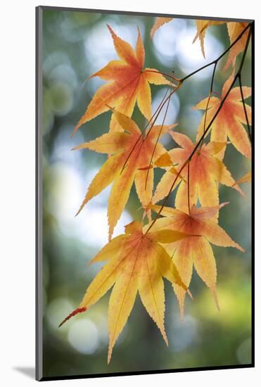 Japanese maple tree in autumn, New England-Lisa Engelbrecht-Mounted Photographic Print