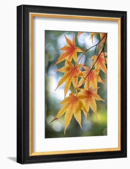 Japanese maple tree in autumn, New England-Lisa Engelbrecht-Framed Photographic Print