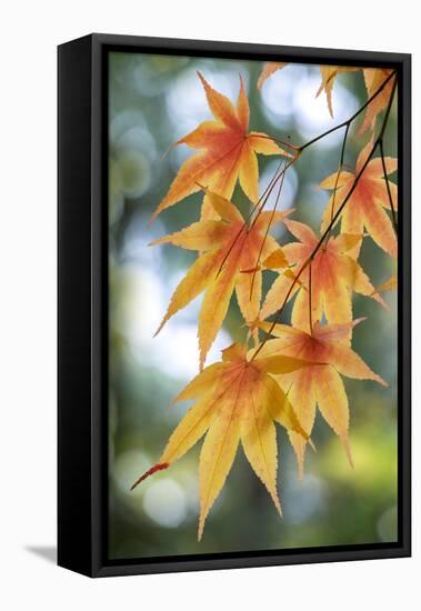 Japanese maple tree in autumn, New England-Lisa Engelbrecht-Framed Premier Image Canvas