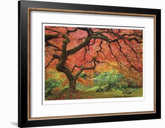 Japanese Maple Tree-Donald Paulson-Framed Giclee Print