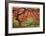 Japanese Maple Tree-Donald Paulson-Framed Giclee Print