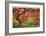 Japanese Maple Tree-Donald Paulson-Framed Giclee Print