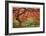 Japanese Maple Tree-Donald Paulson-Framed Giclee Print