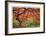 Japanese Maple Tree-Donald Paulson-Framed Giclee Print