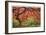 Japanese Maple Tree-Donald Paulson-Framed Giclee Print