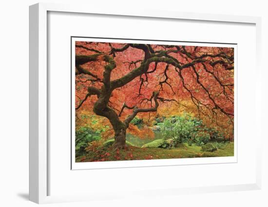 Japanese Maple Tree-Donald Paulson-Framed Giclee Print