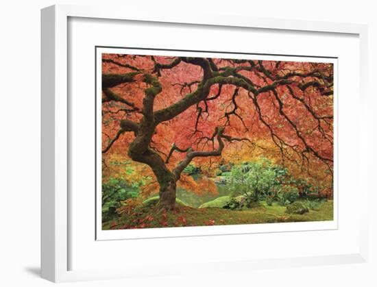 Japanese Maple Tree-Donald Paulson-Framed Giclee Print