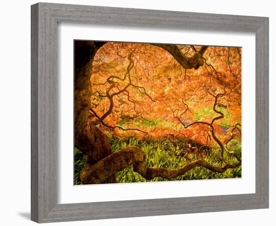 Japanese Maple Trees in Winterthur Gardens, Wilmington, Delaware, Usa-Jay O'brien-Framed Photographic Print