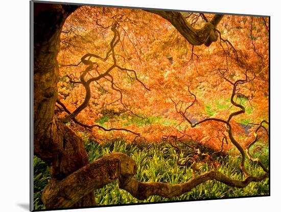 Japanese Maple Trees in Winterthur Gardens, Wilmington, Delaware, Usa-Jay O'brien-Mounted Photographic Print