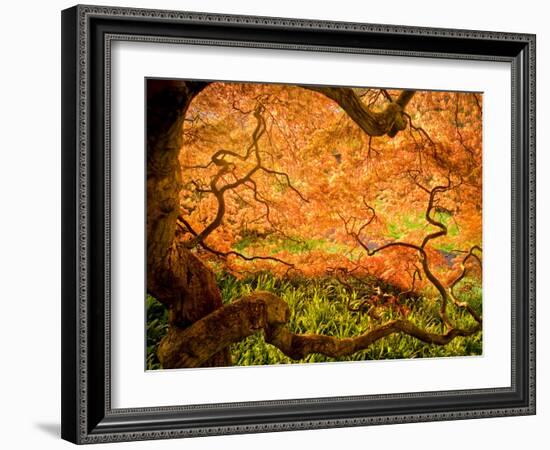 Japanese Maple Trees in Winterthur Gardens, Wilmington, Delaware, Usa-Jay O'brien-Framed Photographic Print