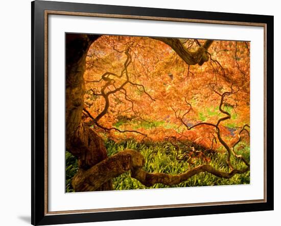 Japanese Maple Trees in Winterthur Gardens, Wilmington, Delaware, Usa-Jay O'brien-Framed Photographic Print