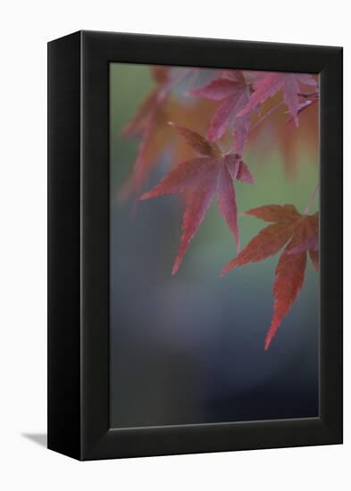 Japanese Maple VI-Rita Crane-Framed Premier Image Canvas