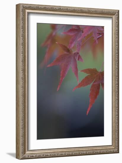 Japanese Maple VI-Rita Crane-Framed Photographic Print