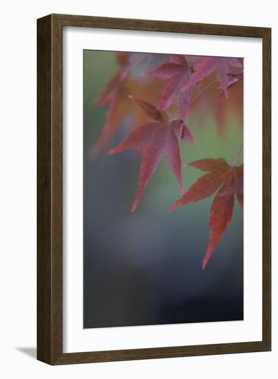 Japanese Maple VI-Rita Crane-Framed Photographic Print