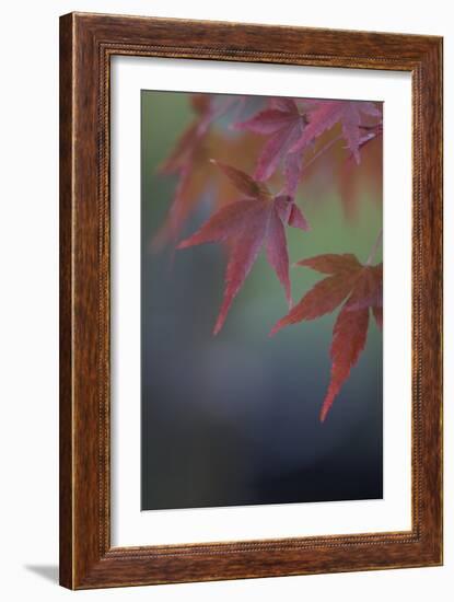 Japanese Maple VI-Rita Crane-Framed Photographic Print