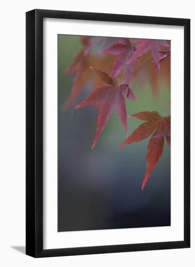 Japanese Maple VI-Rita Crane-Framed Photographic Print