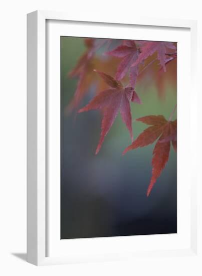 Japanese Maple VI-Rita Crane-Framed Photographic Print