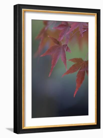 Japanese Maple VI-Rita Crane-Framed Photographic Print