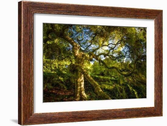 Japanese Maple-Robert Lott-Framed Art Print