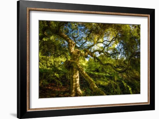 Japanese Maple-Robert Lott-Framed Art Print