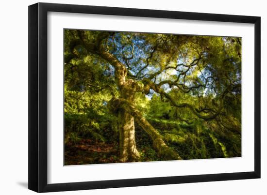 Japanese Maple-Robert Lott-Framed Art Print