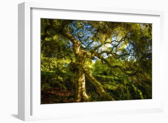 Japanese Maple-Robert Lott-Framed Art Print