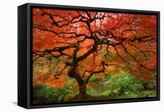 Japanese Maple-Lantern Press-Framed Stretched Canvas