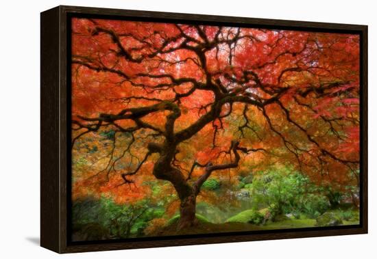 Japanese Maple-Lantern Press-Framed Stretched Canvas