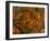 Japanese Maple-Steven Maxx-Framed Photographic Print