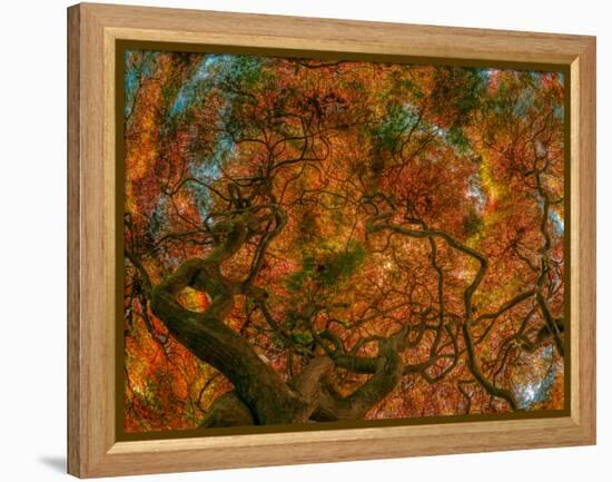 Japanese Maple-Steven Maxx-Framed Premier Image Canvas