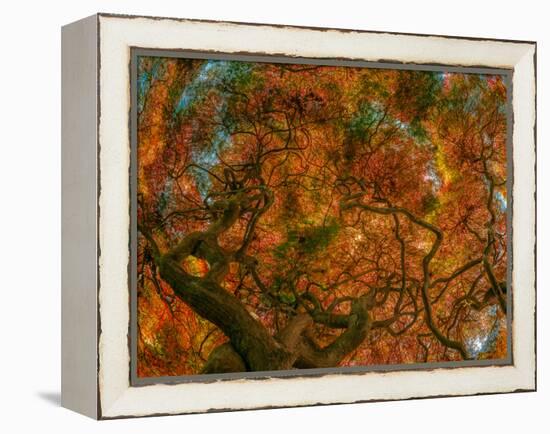 Japanese Maple-Steven Maxx-Framed Premier Image Canvas