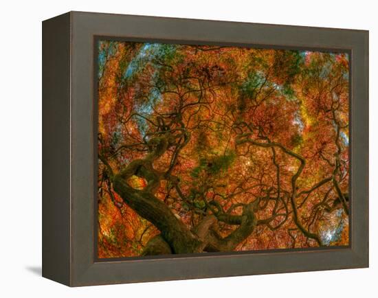 Japanese Maple-Steven Maxx-Framed Premier Image Canvas