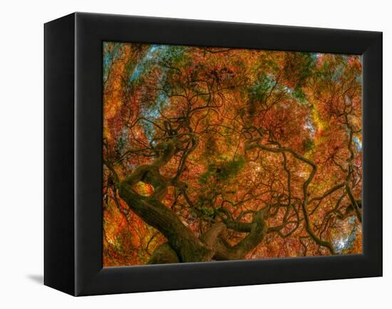 Japanese Maple-Steven Maxx-Framed Premier Image Canvas
