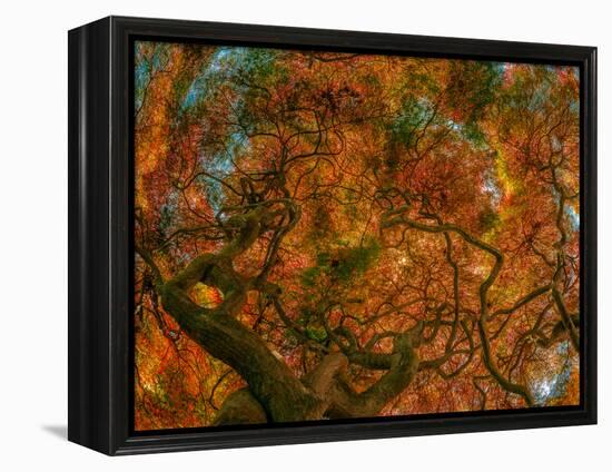 Japanese Maple-Steven Maxx-Framed Premier Image Canvas