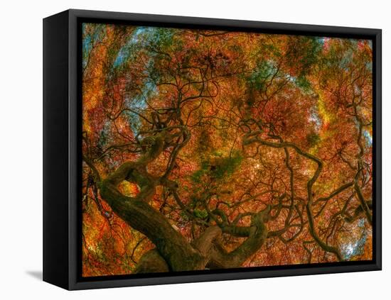 Japanese Maple-Steven Maxx-Framed Premier Image Canvas