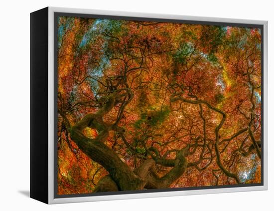 Japanese Maple-Steven Maxx-Framed Premier Image Canvas