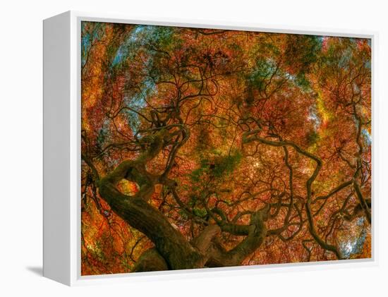 Japanese Maple-Steven Maxx-Framed Premier Image Canvas