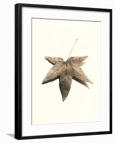 Japanese Maple-Alan Blaustein-Framed Photographic Print