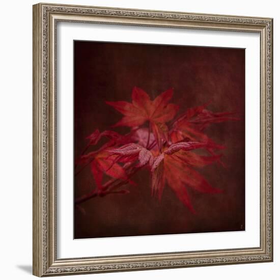 Japanese Maple-Jai Johnson-Framed Giclee Print