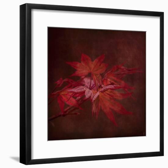 Japanese Maple-Jai Johnson-Framed Giclee Print