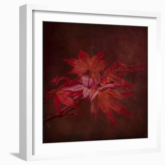 Japanese Maple-Jai Johnson-Framed Giclee Print