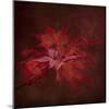 Japanese Maple-Jai Johnson-Mounted Giclee Print