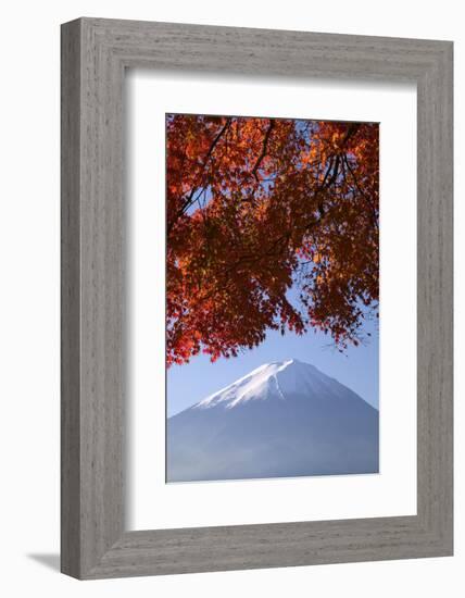 Japanese Maples and Mount Fuji, Fuji-Hakone-Izu National Park, Honshu, Japan-Art Wolfe-Framed Photographic Print